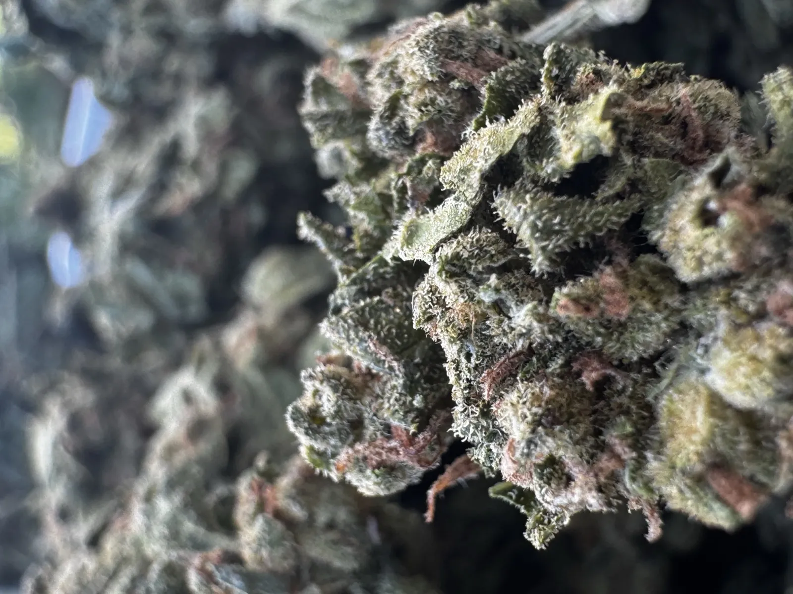 L.A Sunshine — Flower, Divine Toke Detroit, thumbnail 4